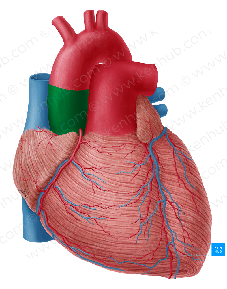 Ascending aorta (#721)