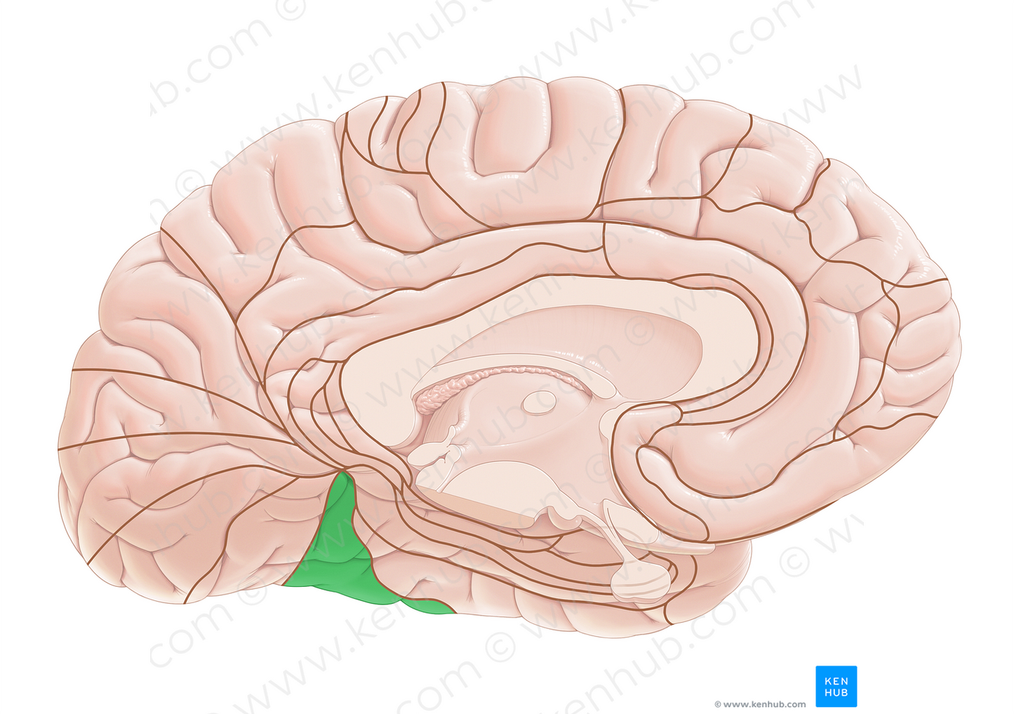 Brodmann area 37 (#17988)