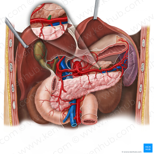 Posterior gastric artery (#1270)