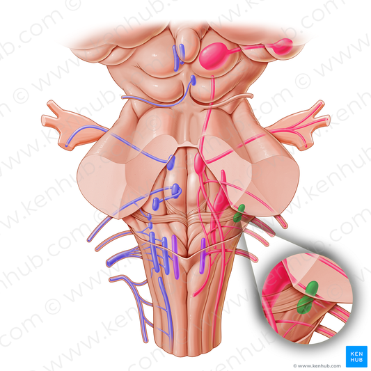 Cochlear nuclei (#16166)