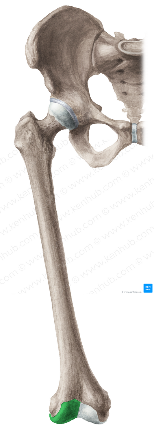 Lateral condyle of femur (#2813)