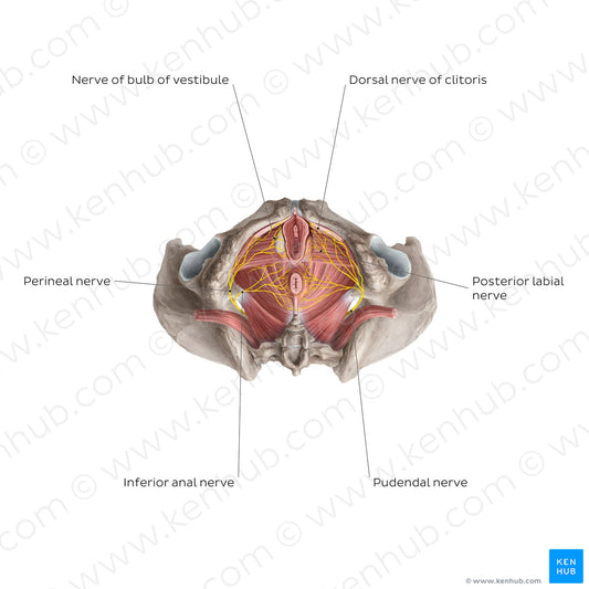 Nerves of the clitoris (English)