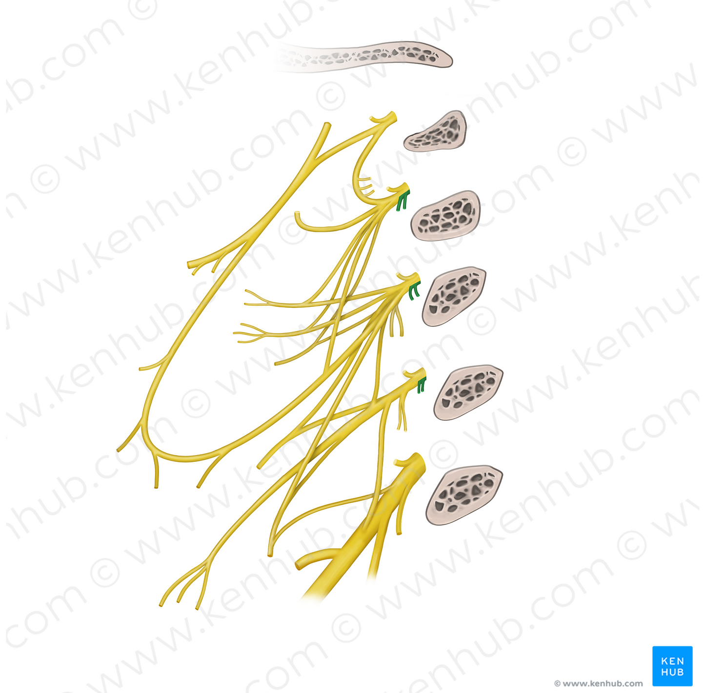 Muscular branches of cervical plexus (longus capitis, longus colli muscles) (#20545)