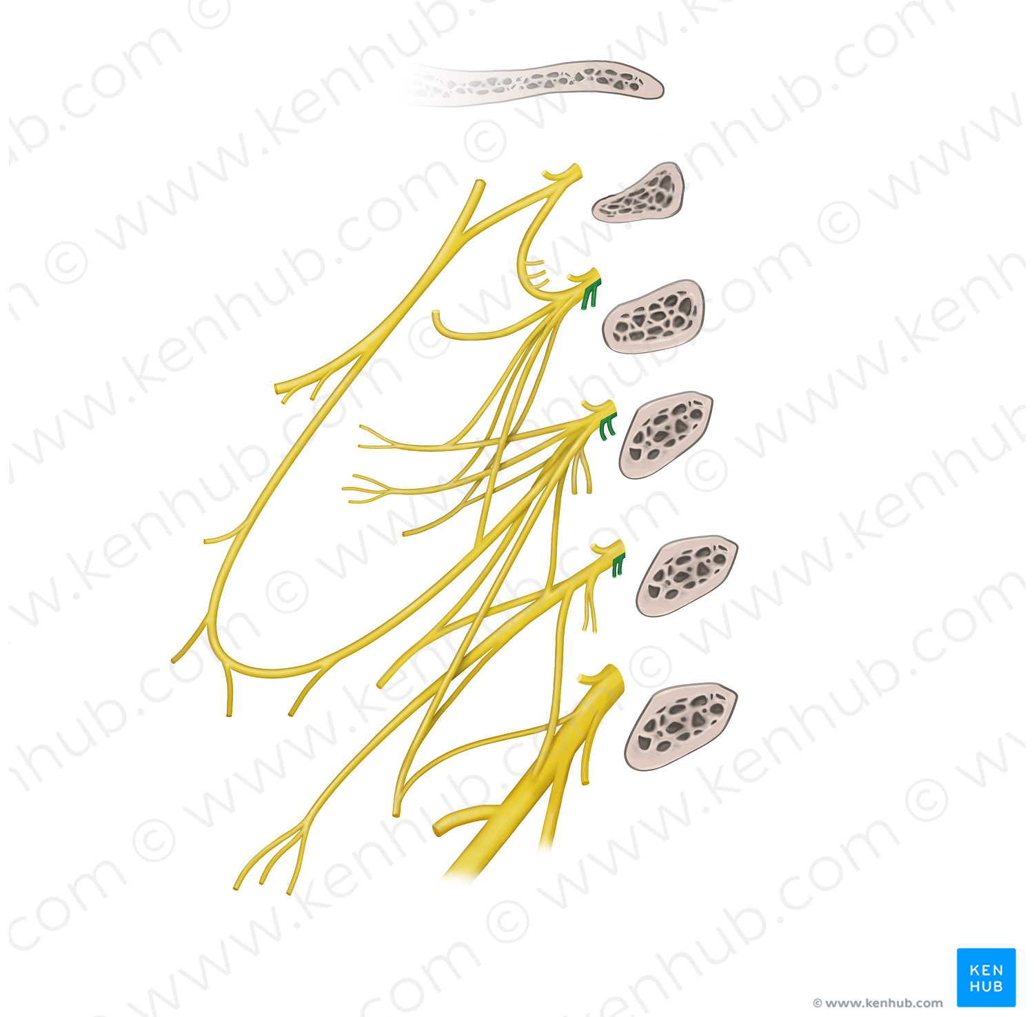 Muscular branches of cervical plexus (longus capitis, longus colli muscles) (#20545)