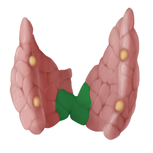 Isthmus of thyroid gland (#14108)