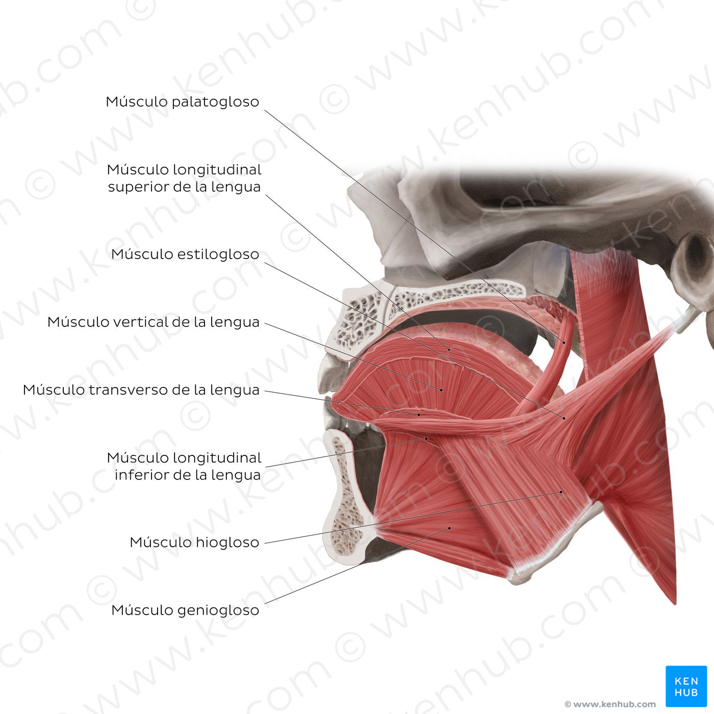 Muscles of the tongue: sagittal section (Spanish)