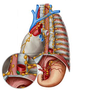 Interaorticoesophageal lymph node (#21820)