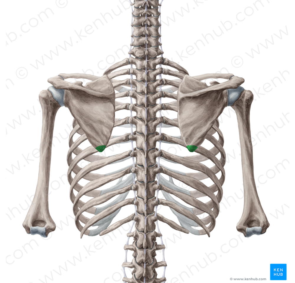 Inferior angle of scapula (#654)