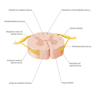 Spinal cord: Cross section (External morphology) (English)