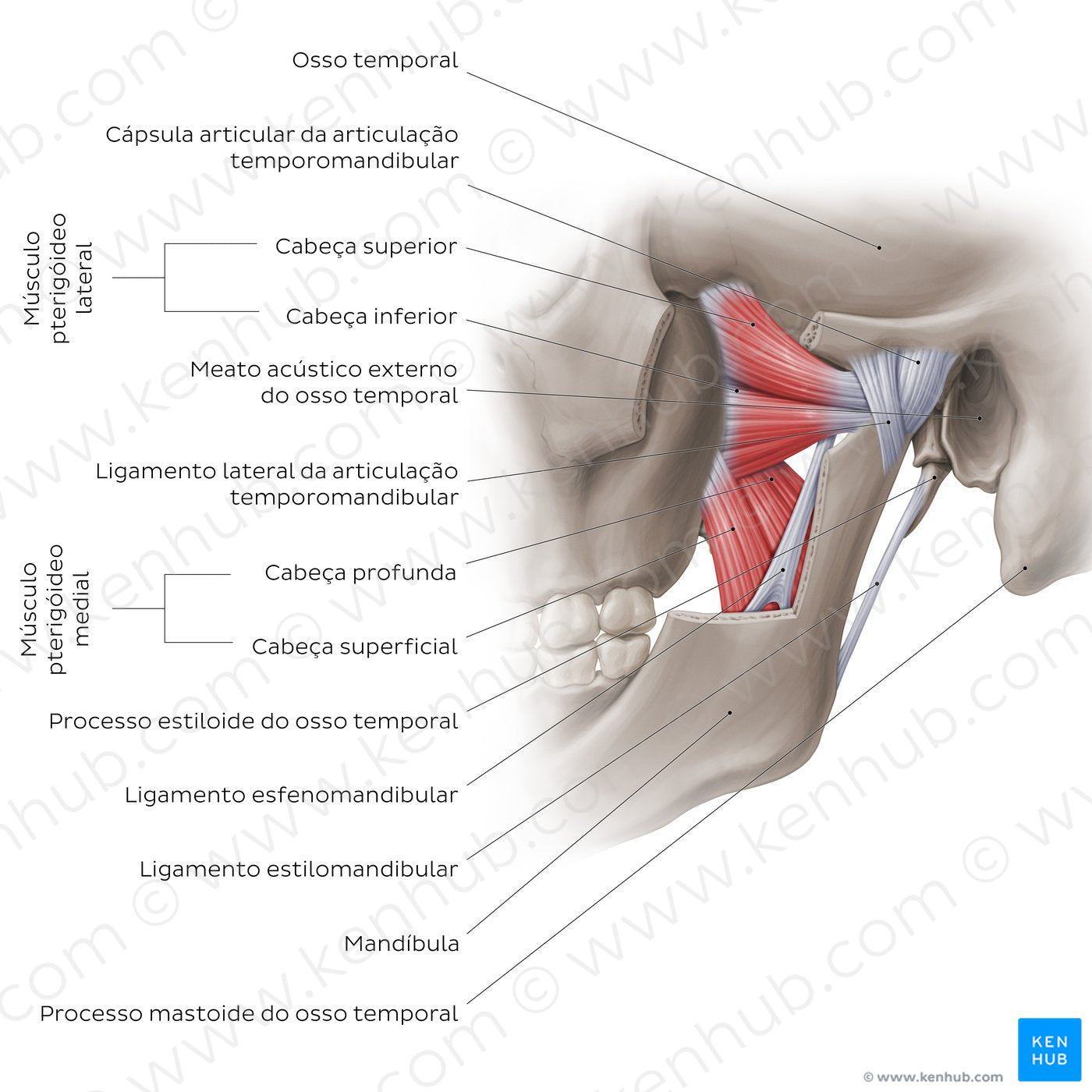 Temporomandibular joint: overview (Portuguese)