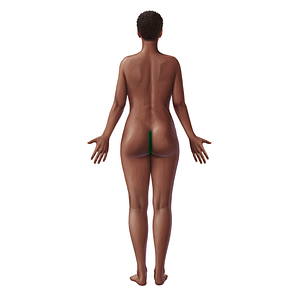 Intergluteal cleft (#20994)