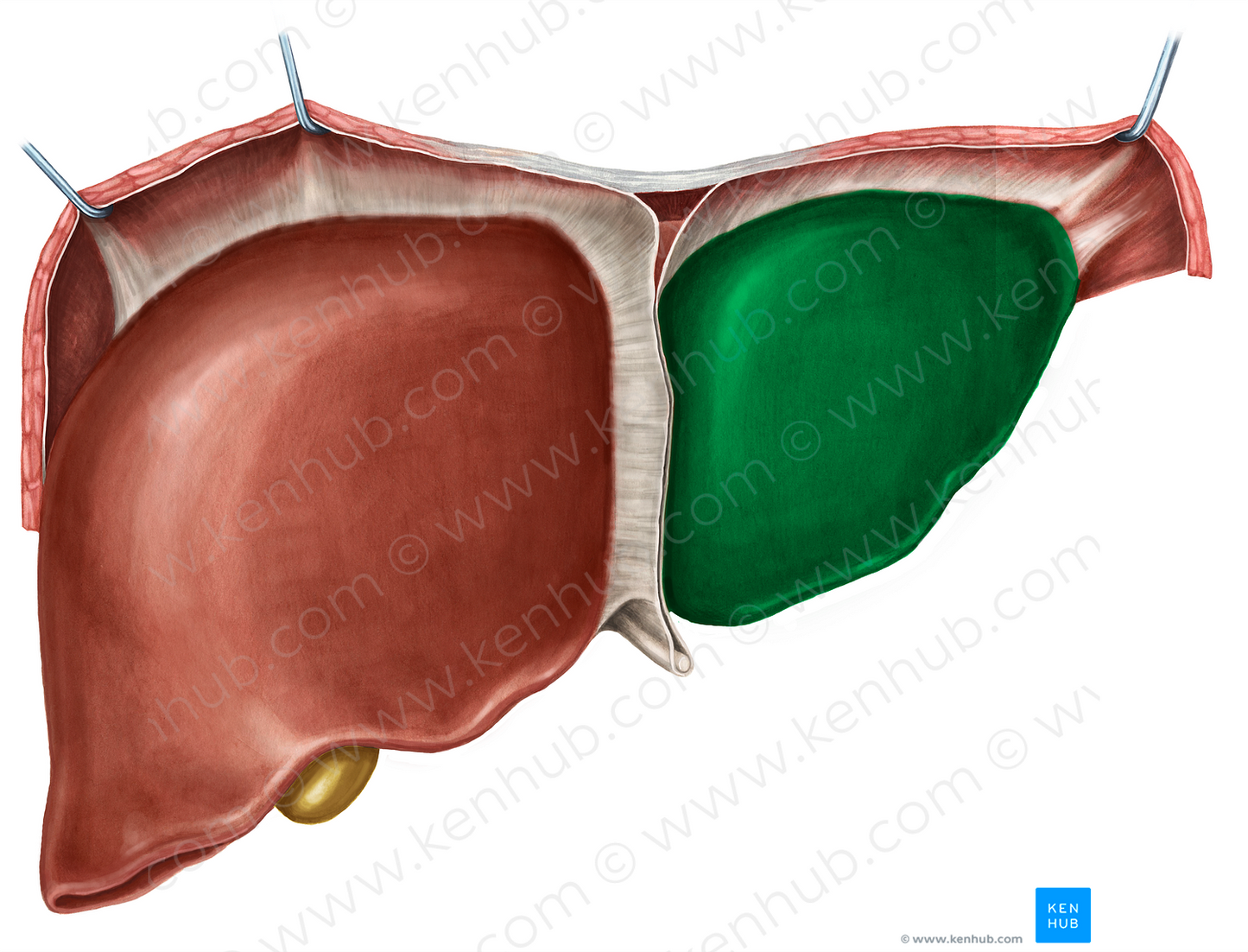 Left lobe of liver (#4810)