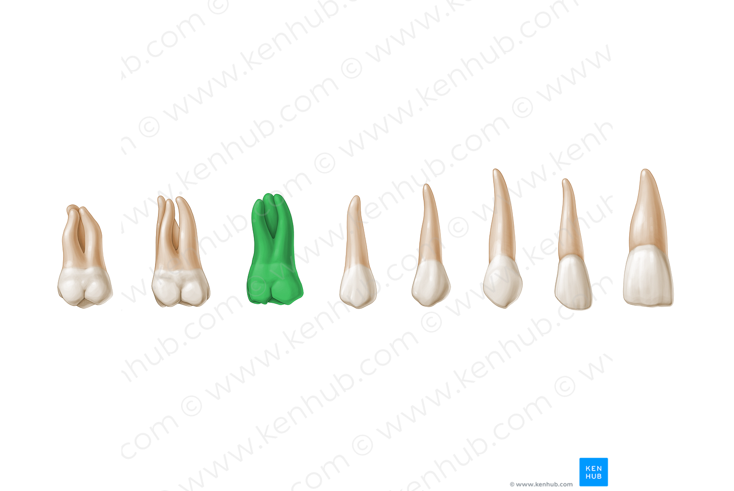 1st molar tooth (#3214)