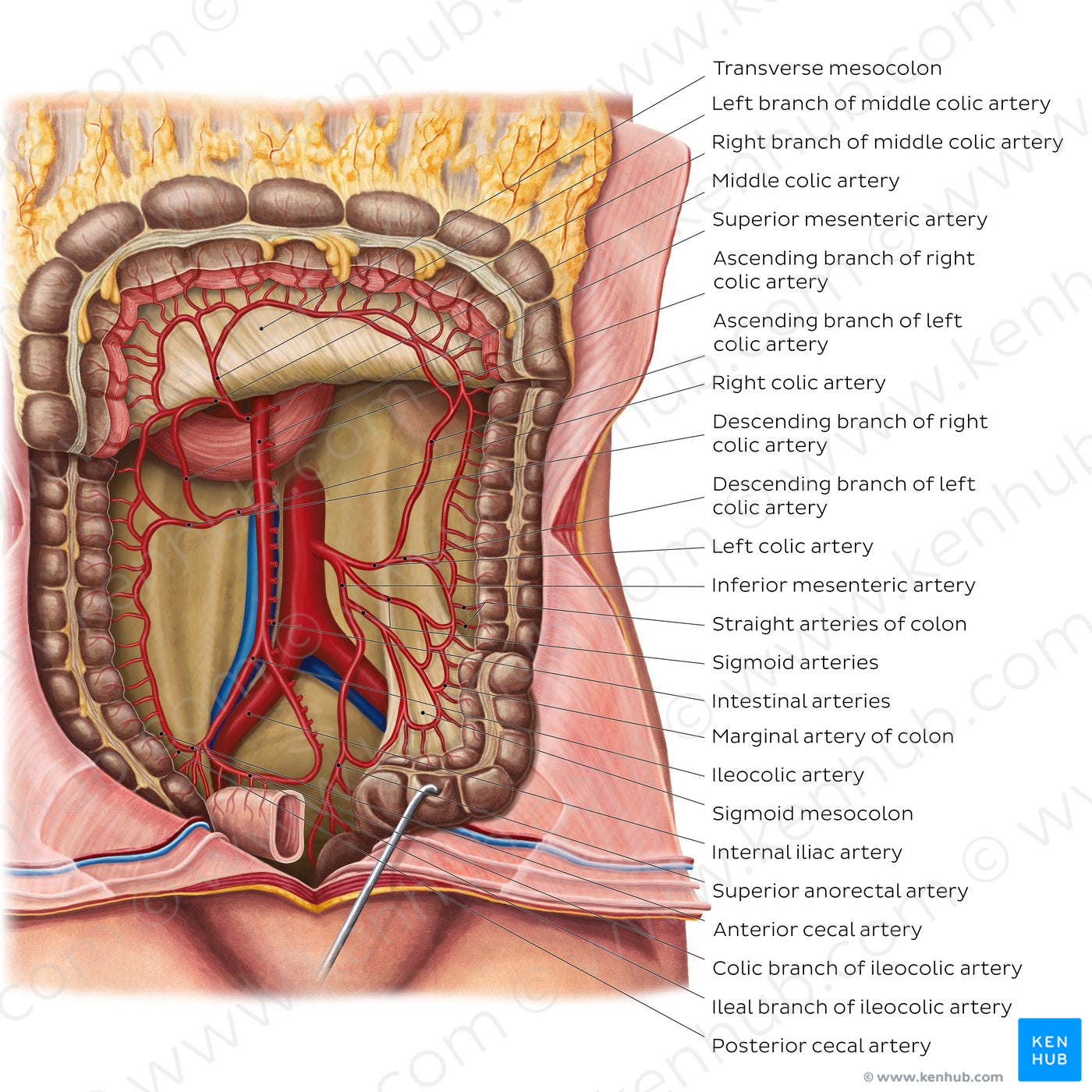 Arteries of the large intestine (English)