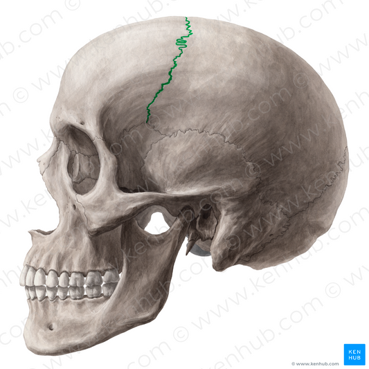 Coronal suture (#9357)