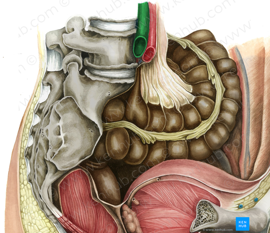 Right common iliac vein (#10285)