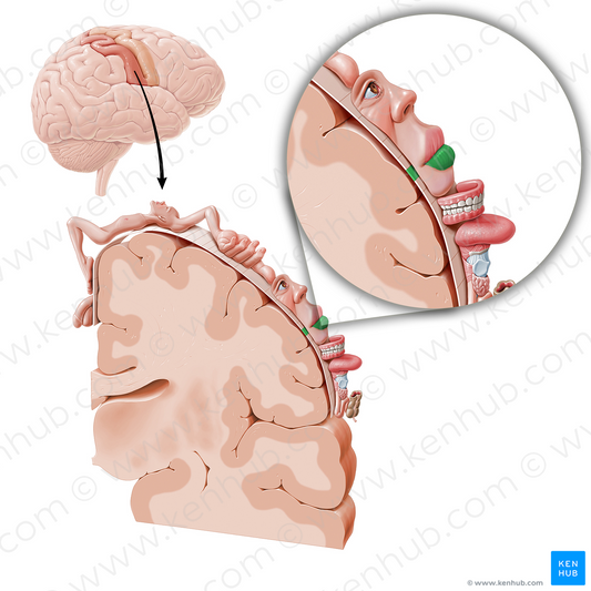 Sensory cortex of lower lip (#11053)