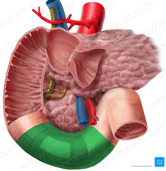 Horizontal part of duodenum (#7711)