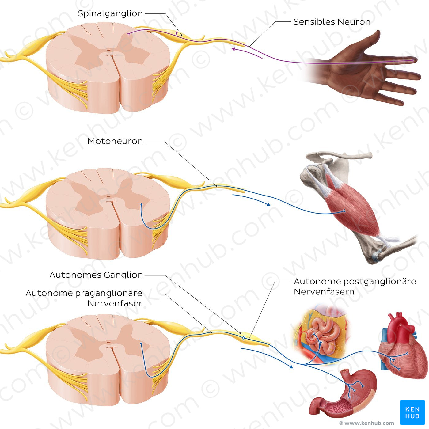 Types of nerves and ganglia (German)