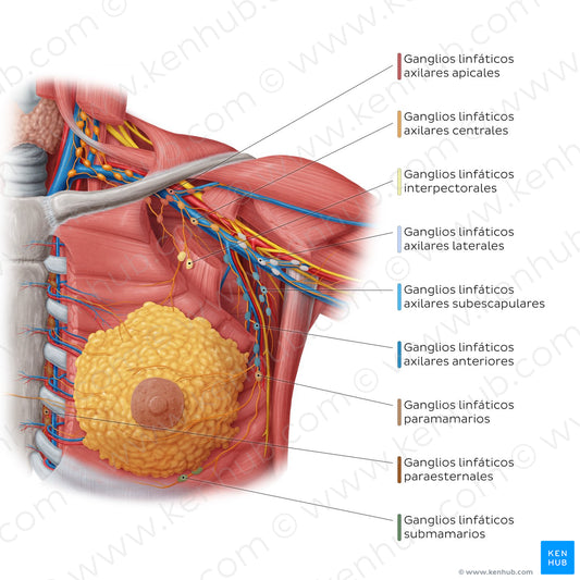 Lymphatics of the female breast (Spanish)