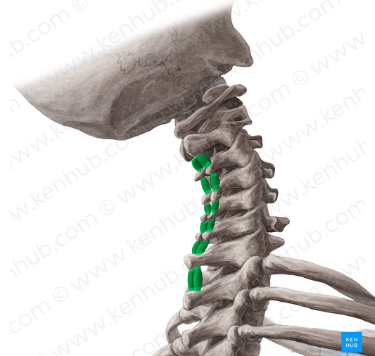 Interspinales cervicis muscles (#5137)