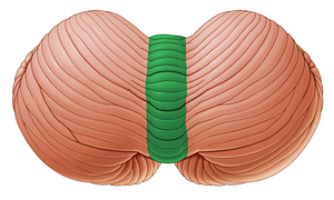 Vermis of cerebellum (#10737)