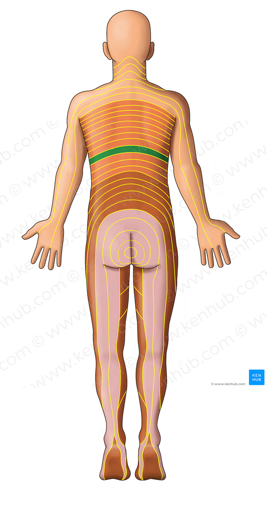 T9 dermatome (#13057)