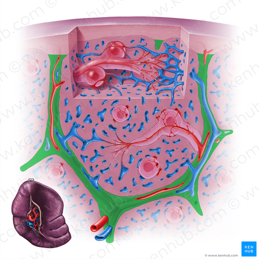 Splenic trabeculae (#18145)