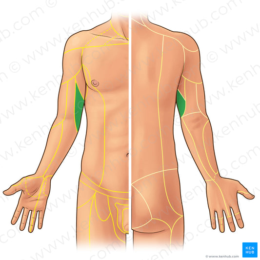 Medial brachial cutaneous nerve (#21915)