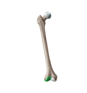 Lateral condyle of femur (#19956)