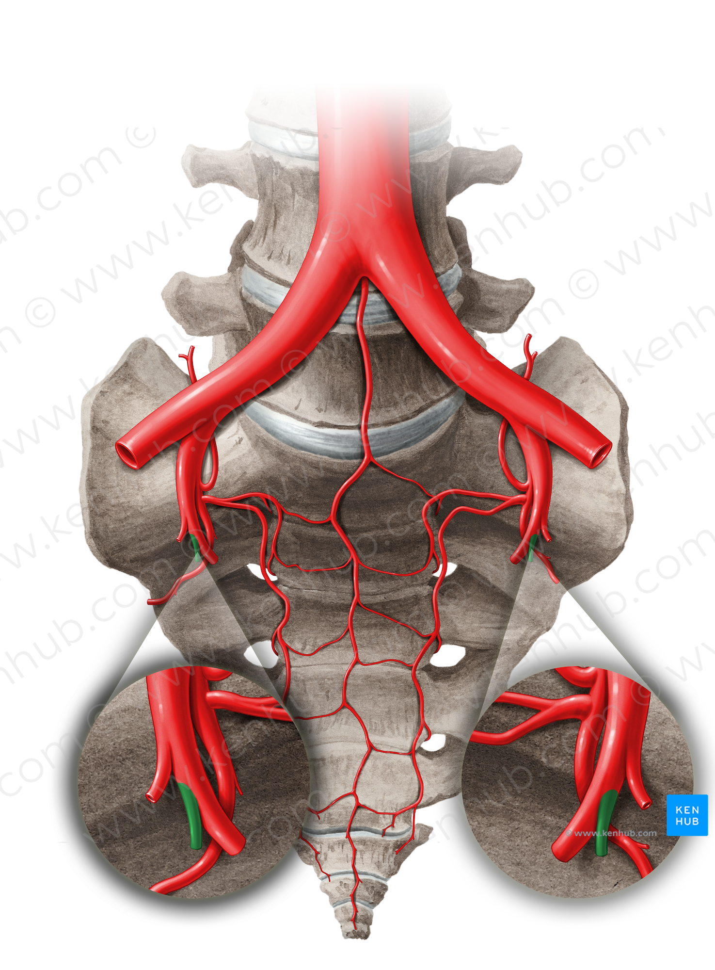 Obturator artery (#14058)