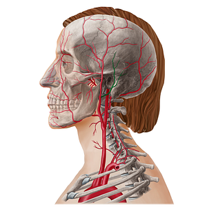 Posterior auricular artery (#21803)