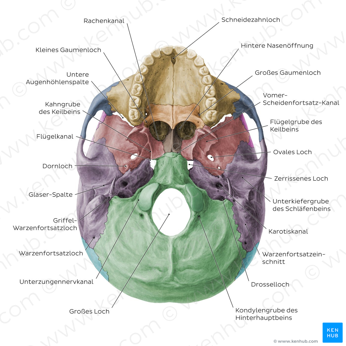 Inferior base of the skull - Foramina, fissures, and canals - Colored (German)
