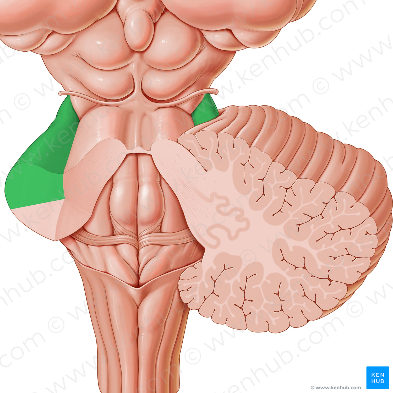 Middle cerebellar peduncle (#7830)