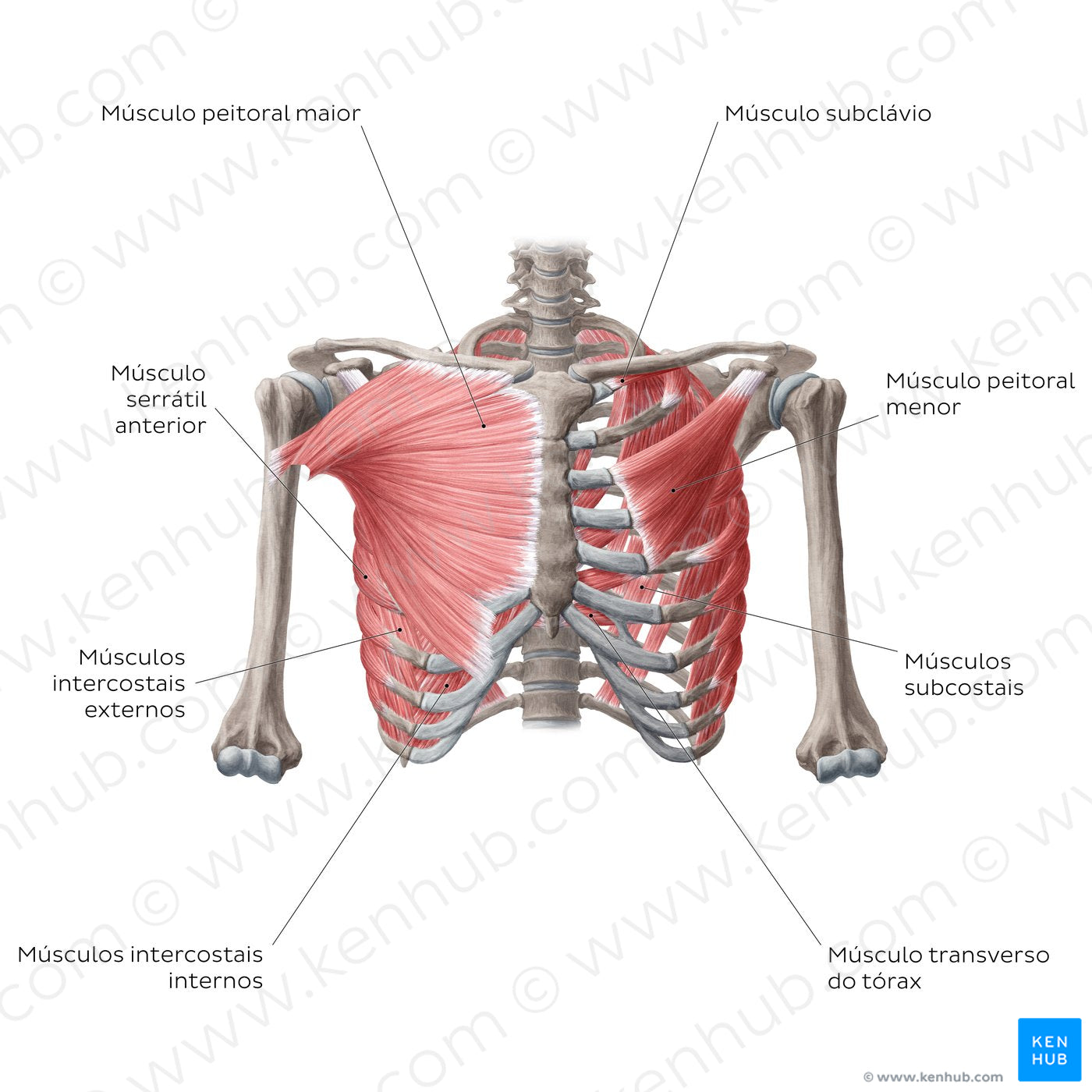 Muscles of thoracic wall (Anterior view) (Portuguese)