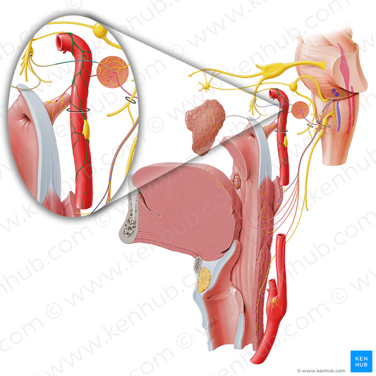 Internal carotid plexus (#7970)