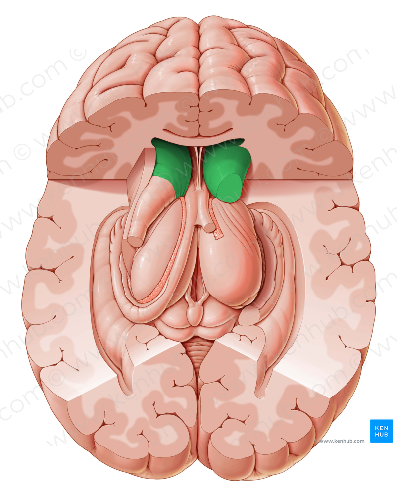 Head of caudate nucleus (#2418)