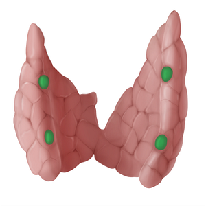 Parathyroid gland (#14068)