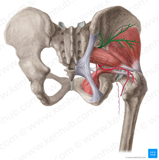 Superior gluteal artery (#1316)