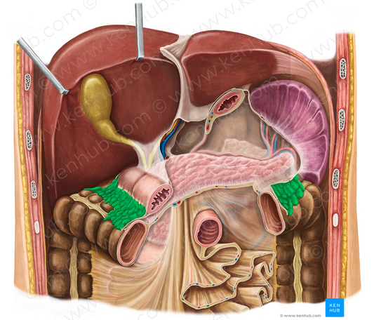 Greater omentum (#7318)