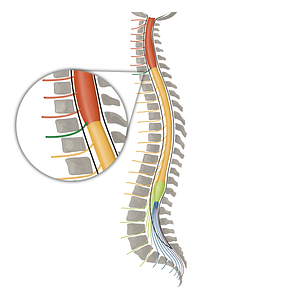Spinal nerve C8 (#16099)