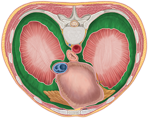 Diaphragmatic part of parietal pleura (#7706)