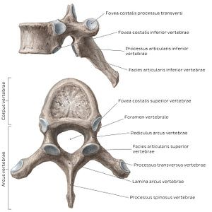Typical thoracic vertebra (Latin)