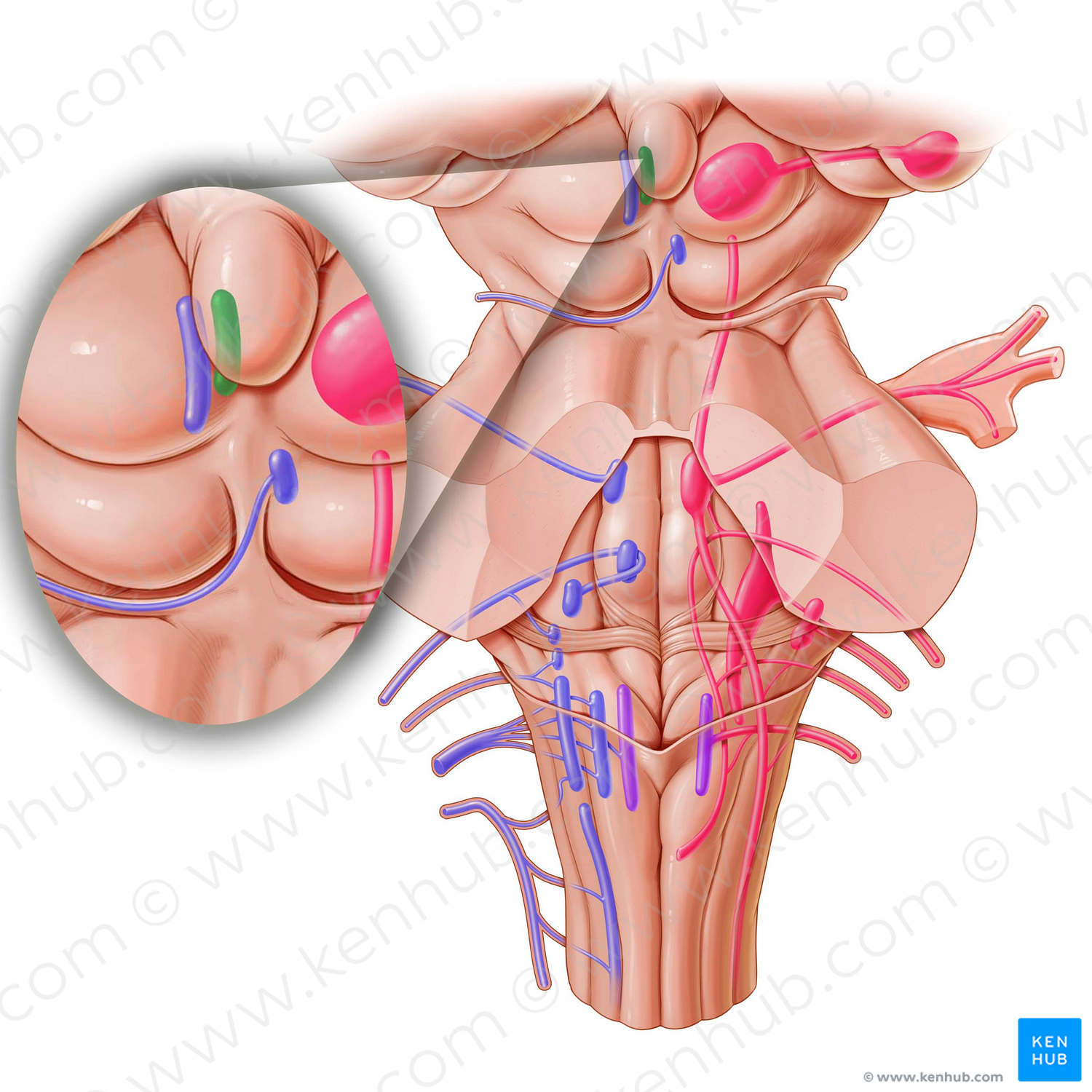 Accessory nucleus of oculomotor nerve (#7160)