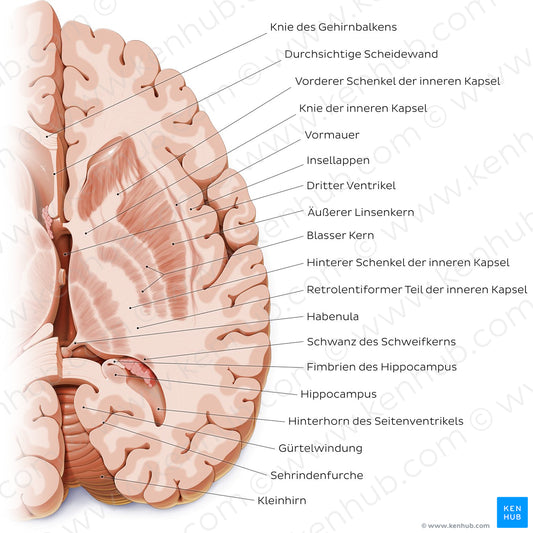 Horizontal section of the brain: Section B (German)