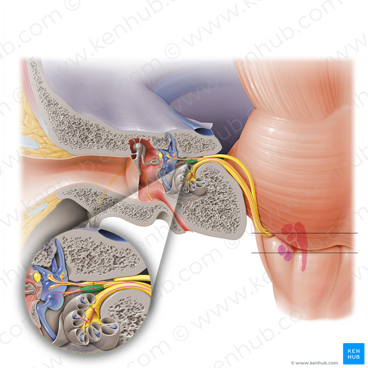 Inferior part of vestibular ganglion (#7719)