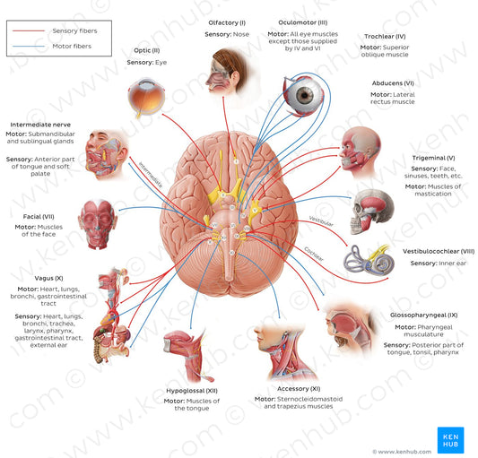 12 cranial nerves (diagram) (English)