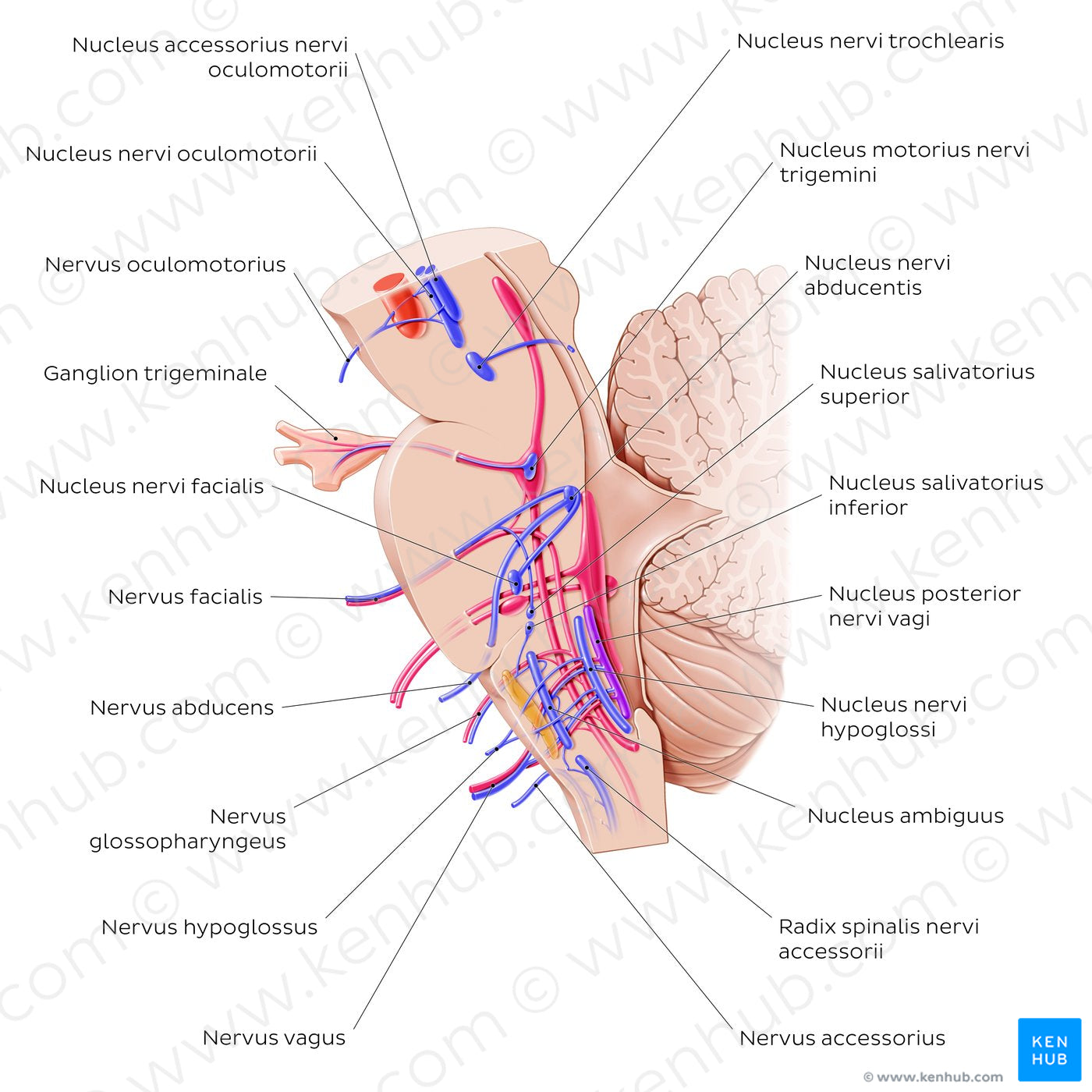 Cranial nerve nuclei - sagittal view (efferent) (Latin)