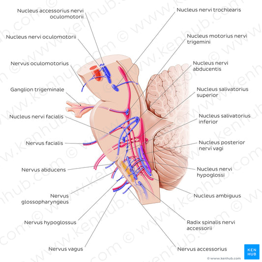 Cranial nerve nuclei - sagittal view (efferent) (Latin)