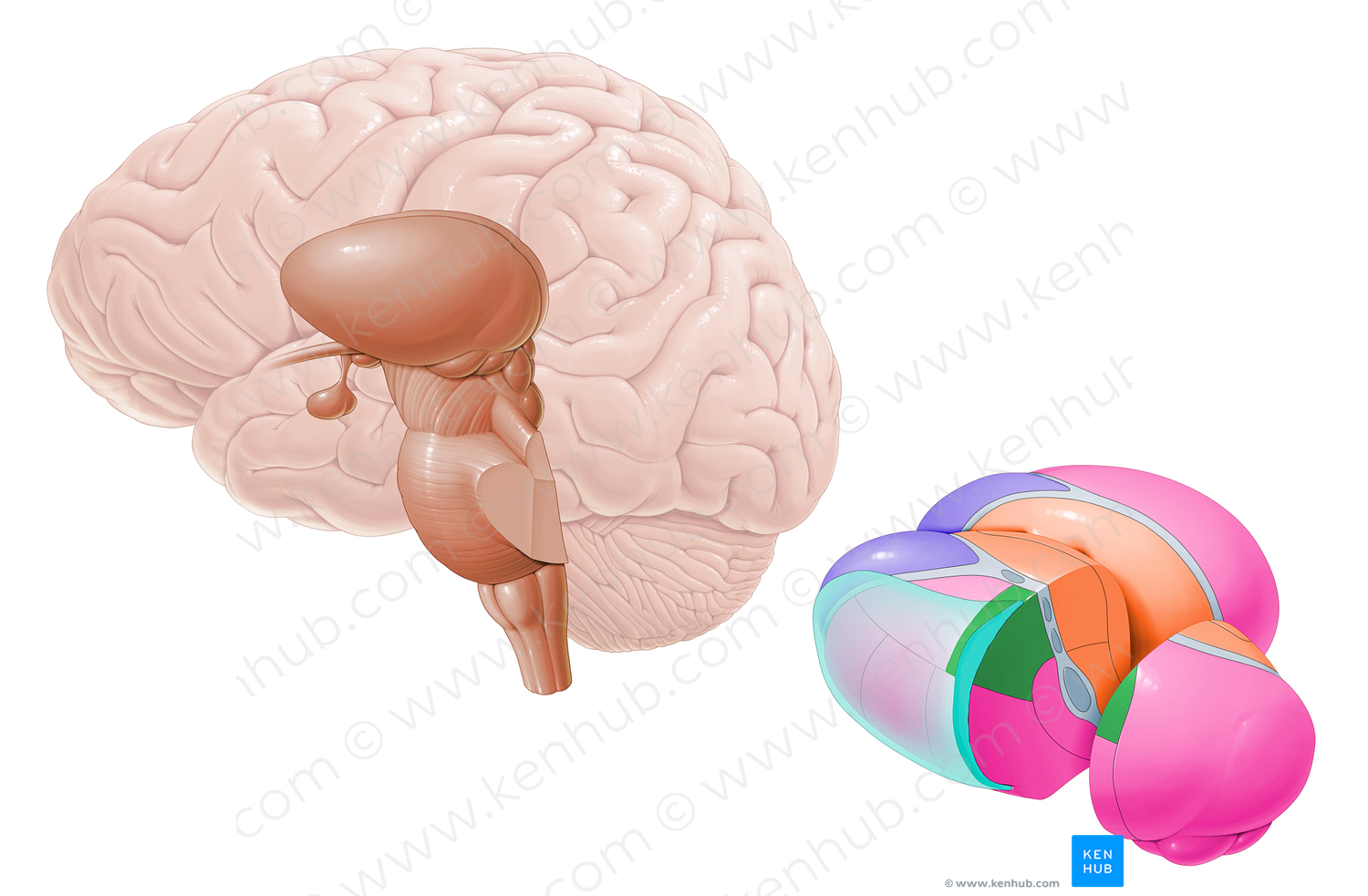 Lateral posterior nucleus (#7209)